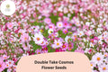 Double Take Cosmos Seeds | Pink, White & Rose Flowers | Cosmos bipinnatus ‘Double Take’ | Easy to Grow Annual
