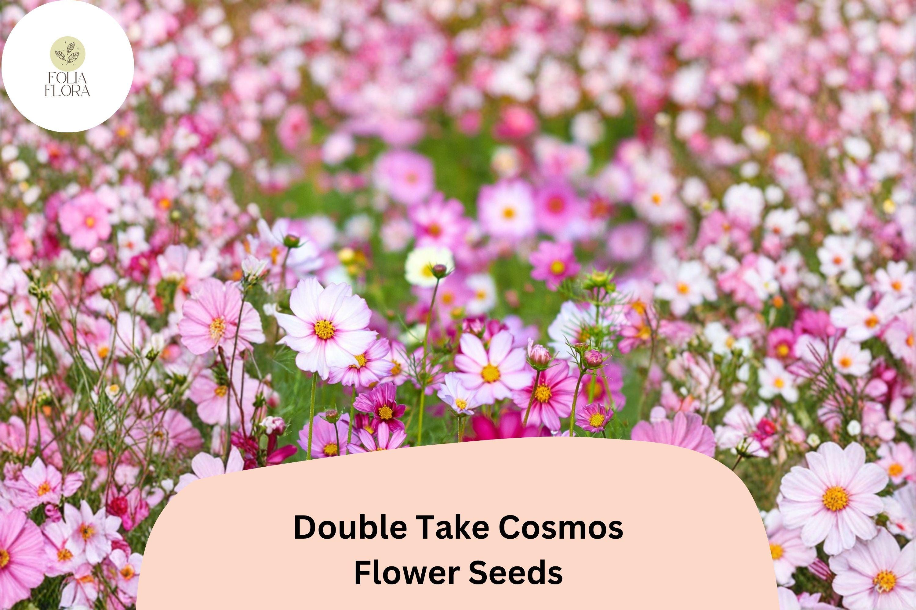 Double Take Cosmos Seeds | Pink, White & Rose Flowers | Cosmos bipinnatus ‘Double Take’ | Easy to Grow Annual