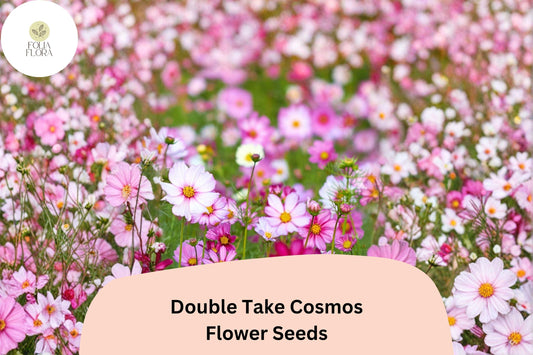 Double Take Cosmos Seeds | Pink, White & Rose Flowers | Cosmos bipinnatus ‘Double Take’ | Easy to Grow Annual