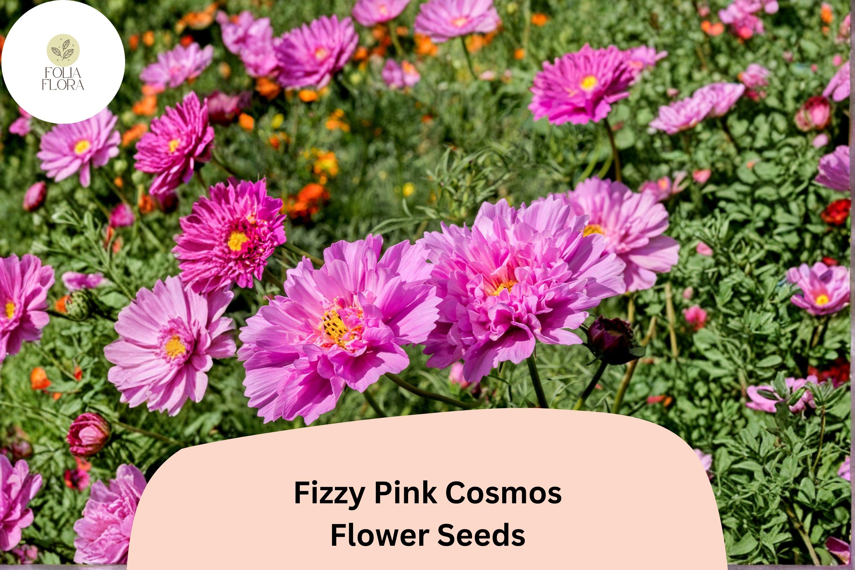 Fizzy Pink Cosmos Seeds | Double Ruffled Pink Flowers | Cosmos bipinnatus ‘Fizzy Pink’ | Easy to Grow Annual