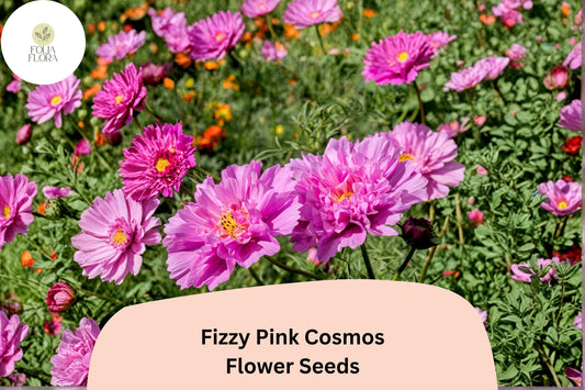 Fizzy Pink Cosmos Seeds | Double Ruffled Pink Flowers | Cosmos bipinnatus ‘Fizzy Pink’ | Easy to Grow Annual