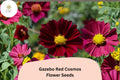 Gazebo Red Cosmos Flower Seeds | Scarlet Red Blooms | Cosmos bipinnatus ‘Gazebo Red’ | Drought Tolerant Annual Seeds