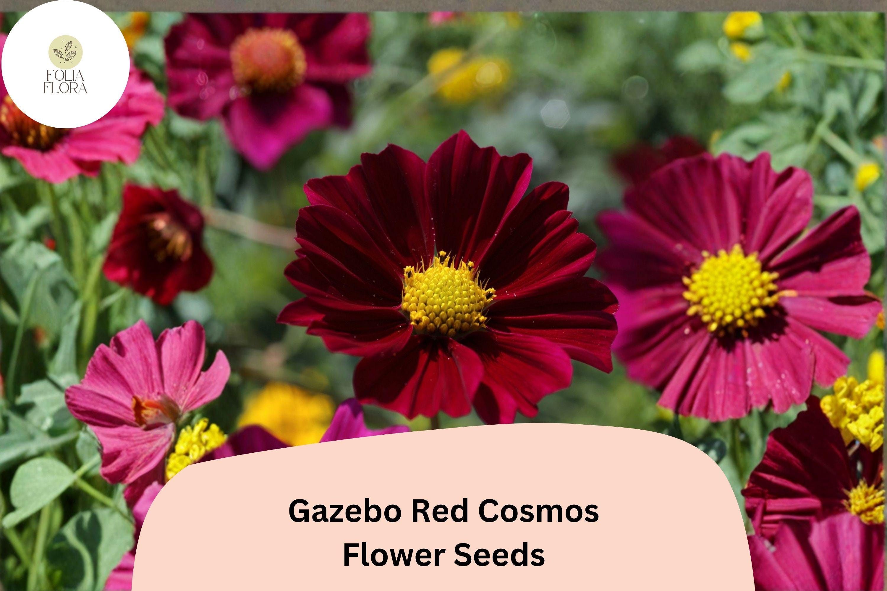 Gazebo Red Cosmos Flower Seeds | Scarlet Red Blooms | Cosmos bipinnatus ‘Gazebo Red’ | Drought Tolerant Annual Seeds