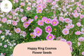 Happy Ring Cosmos Seeds | Bicolor Pink & White Cosmos bipinnatus | Pollinator-Friendly Annual Flowers for Gardens