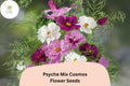 Psyche Mix Cosmos Seeds | White, Pink, Red Semi-Double Blooms | Cosmos bipinnatus | Butterfly & Pollinator Friendly Annual