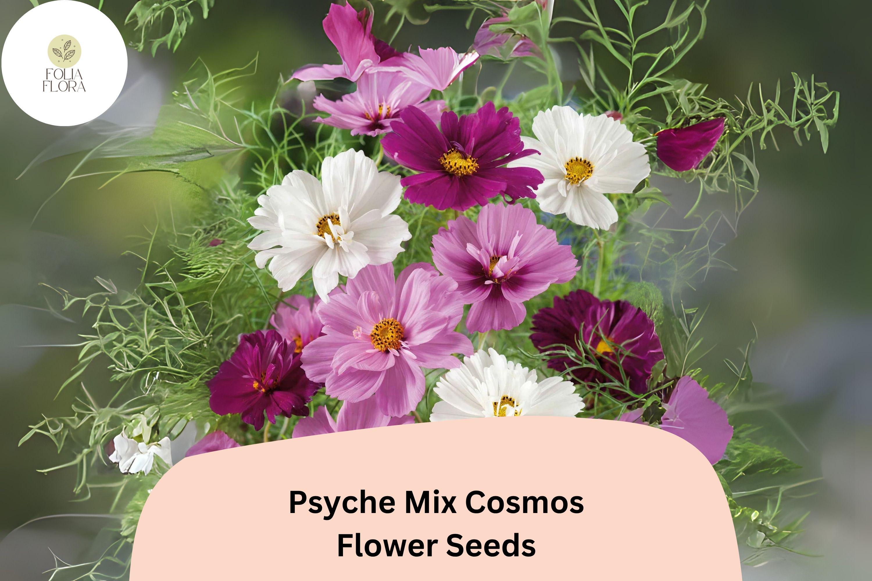 Psyche Mix Cosmos Seeds | White, Pink, Red Semi-Double Blooms | Cosmos bipinnatus | Butterfly & Pollinator Friendly Annual