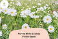 200+ Psyche White Cosmos Seeds | Annual Garden Flower | Pure White Semi-Double Blooms | Cosmos bipinnatus