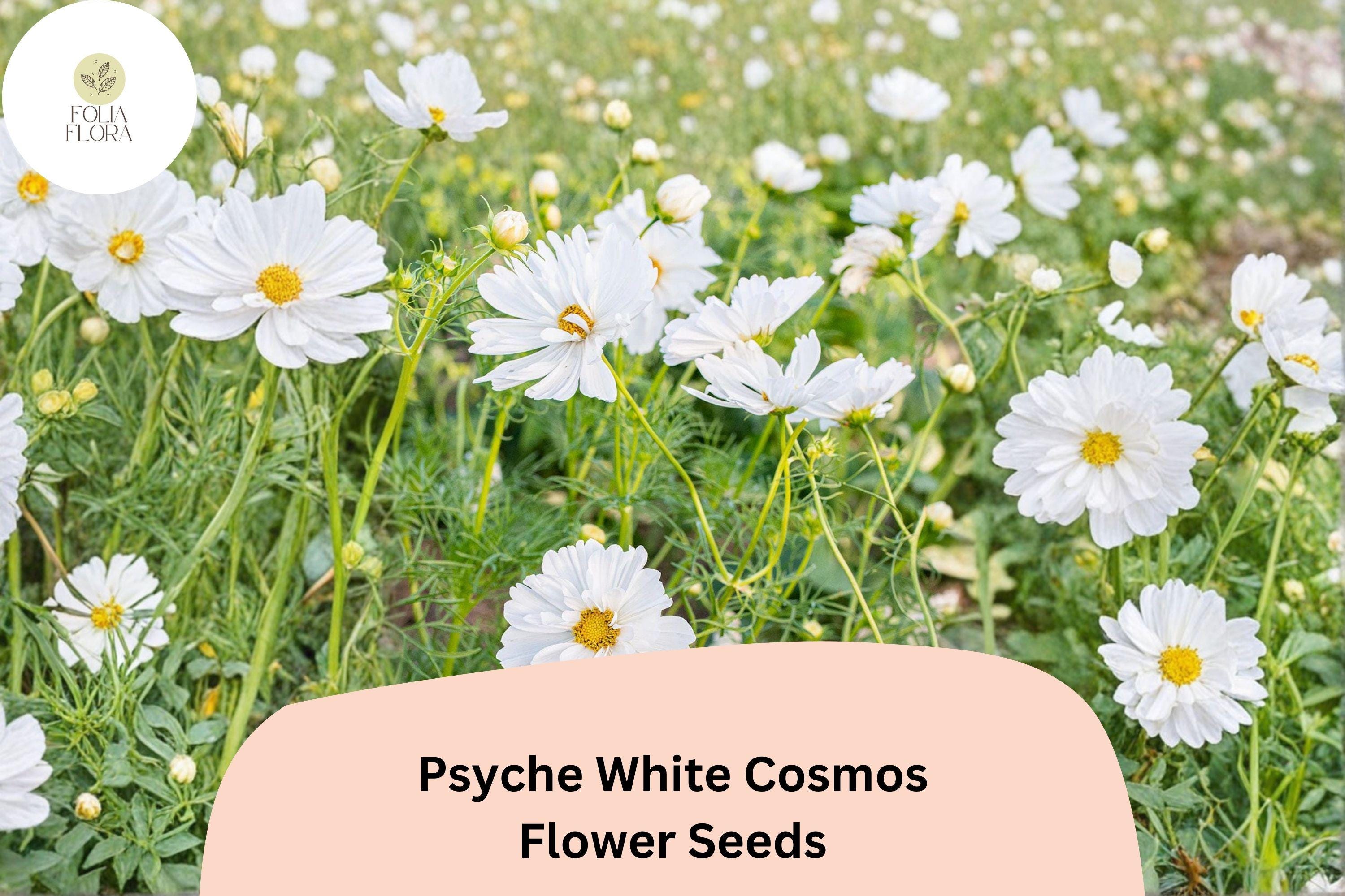 200+ Psyche White Cosmos Seeds | Annual Garden Flower | Pure White Semi-Double Blooms | Cosmos bipinnatus