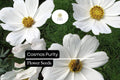 Purity Cosmos Seeds, White Cosmos bipinnatus, 200+ Premium Flower Seeds for Garden, Cut Flowers & Pollinators