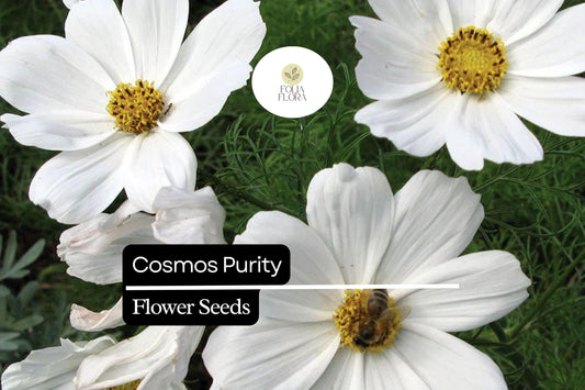 Purity Cosmos Seeds, White Cosmos bipinnatus, 200+ Premium Flower Seeds for Garden, Cut Flowers & Pollinators