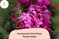 Drummond's Pink Phlox Seeds | 100+ Annual Flower Seeds