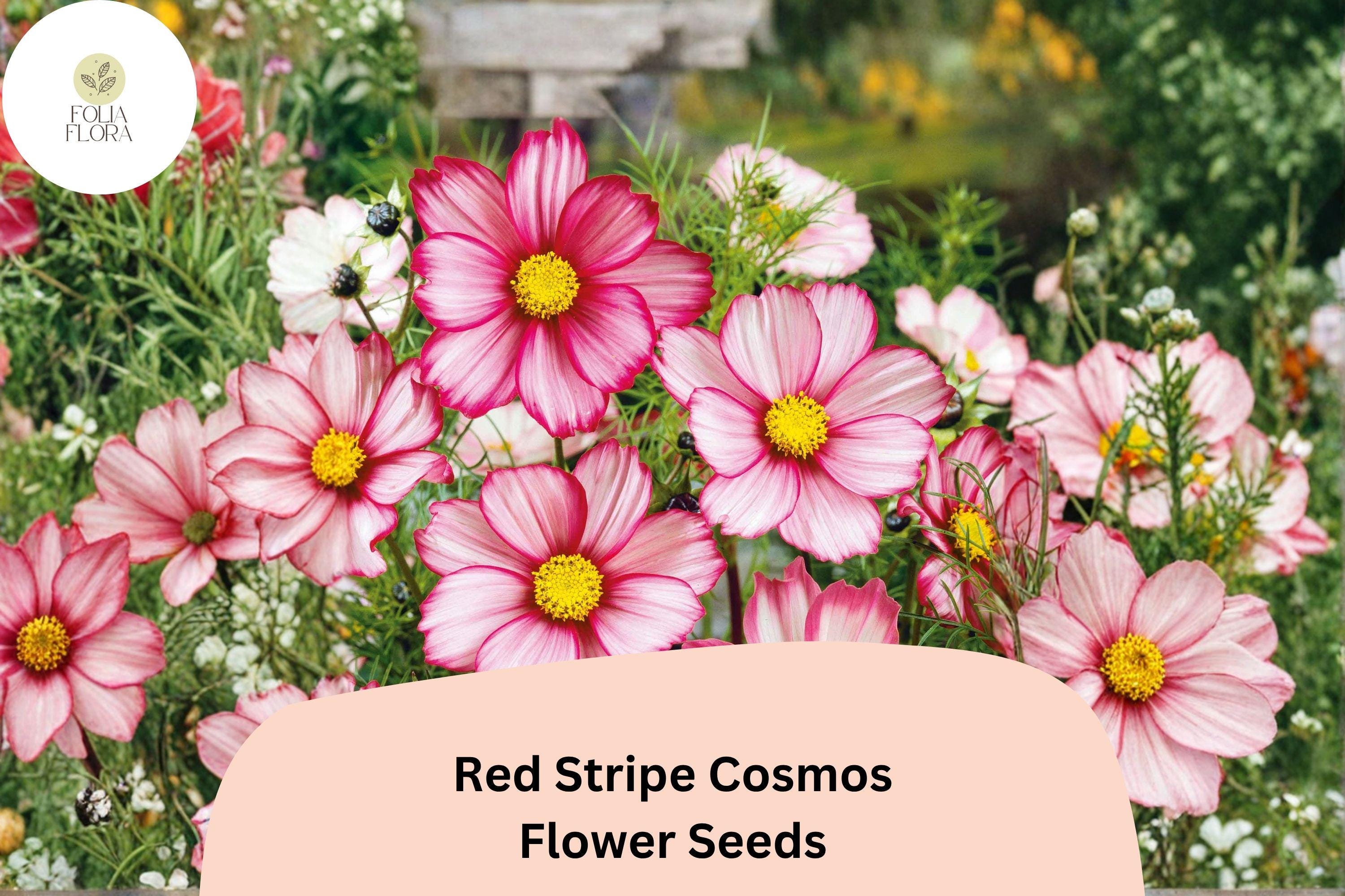 Red Stripe Cosmos Seeds | White & Red Striped Flowers | Cosmos bipinnatus | Pollinator-Friendly Annuals for Garden & Cut Flowers