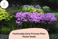 Fashionably Early Princess Phlox Seeds | Pink Perennial Blooms