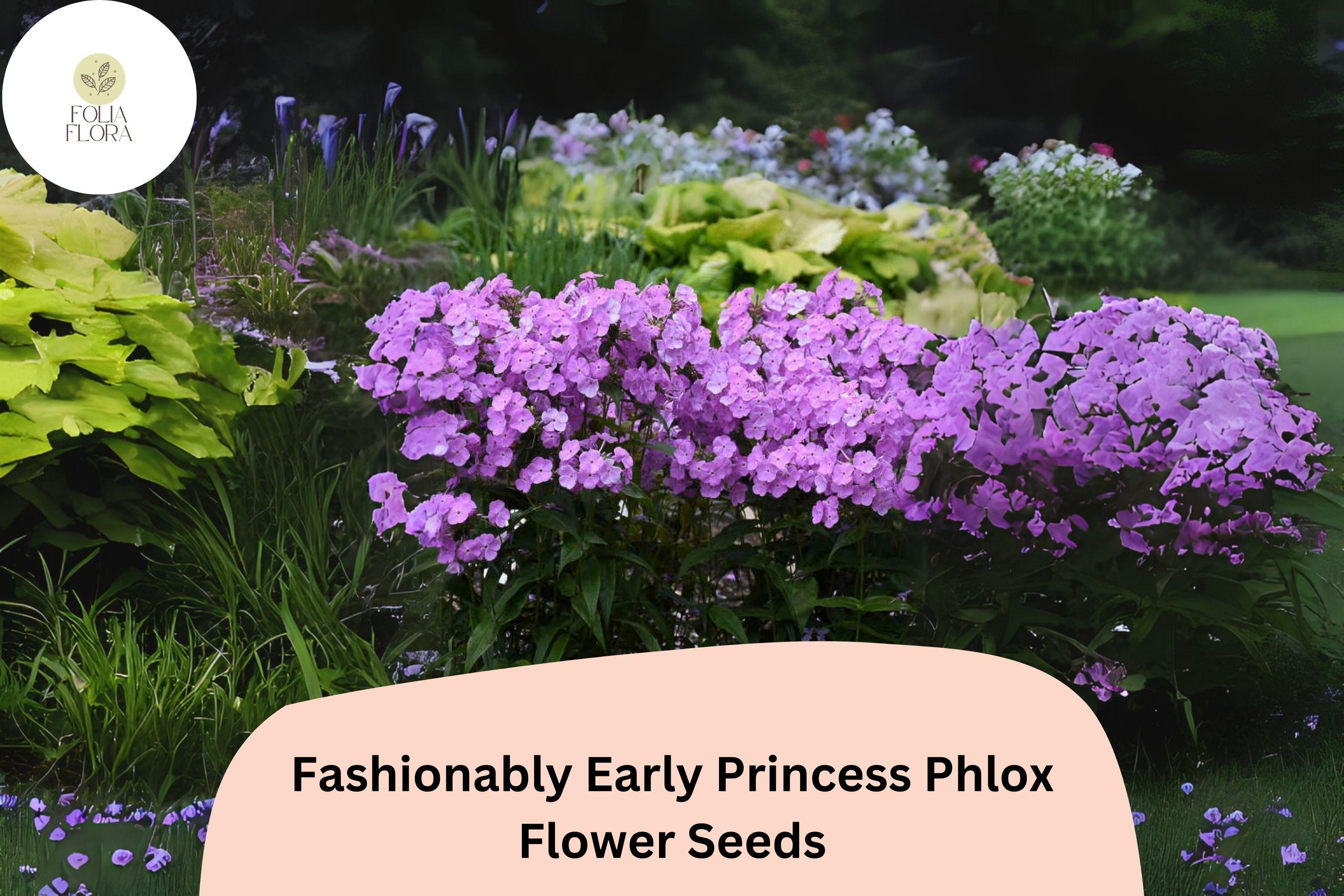 Fashionably Early Princess Phlox Seeds | Pink Perennial Blooms