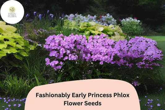 Fashionably Early Princess Phlox Seeds | Pink Perennial Blooms