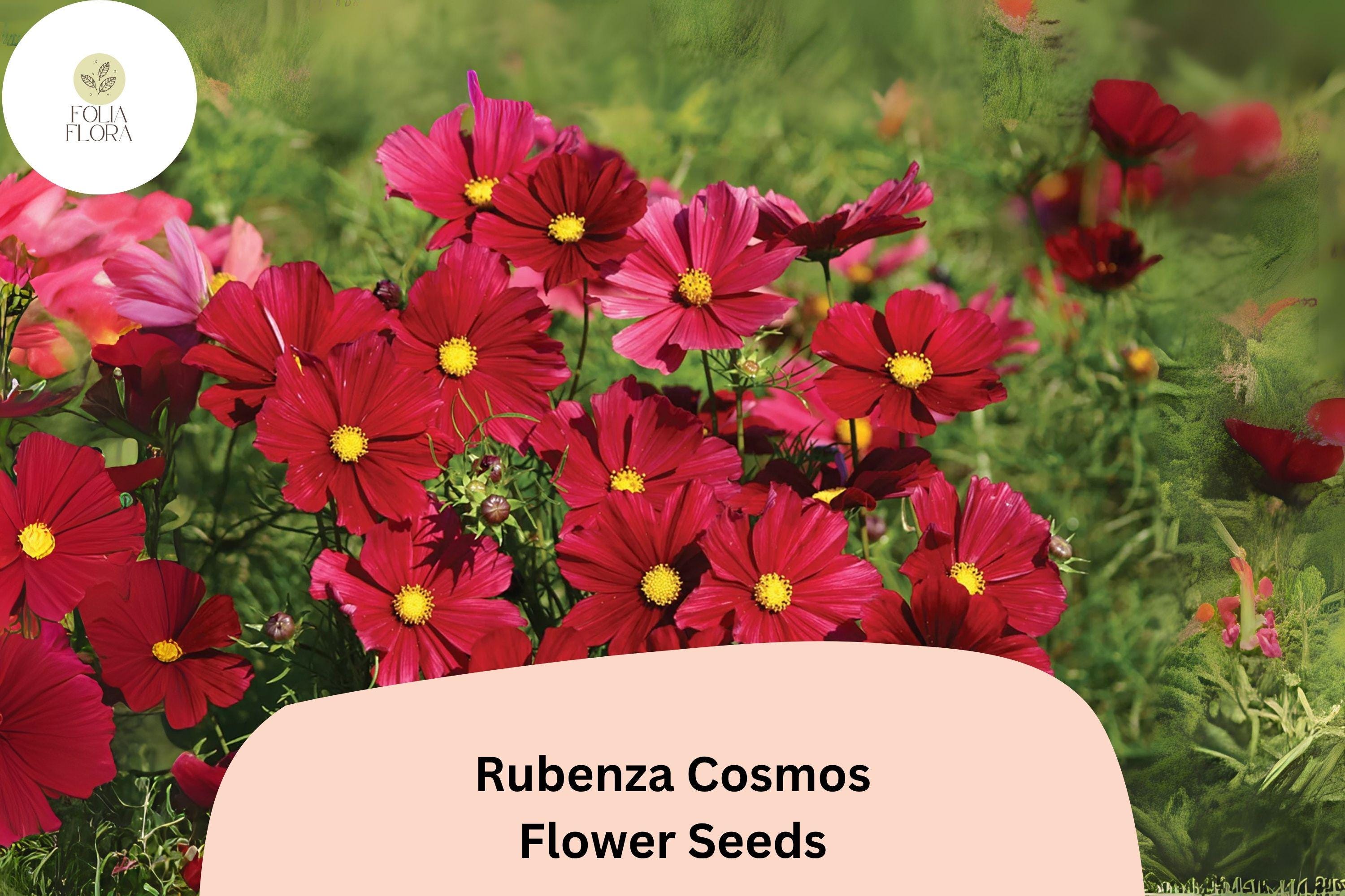 Rubenza Cosmos Seeds | Deep Ruby-Red Blooms | Pollinator Garden | Cosmos bipinnatus | 200+ Seeds for Summer & Fall Planting