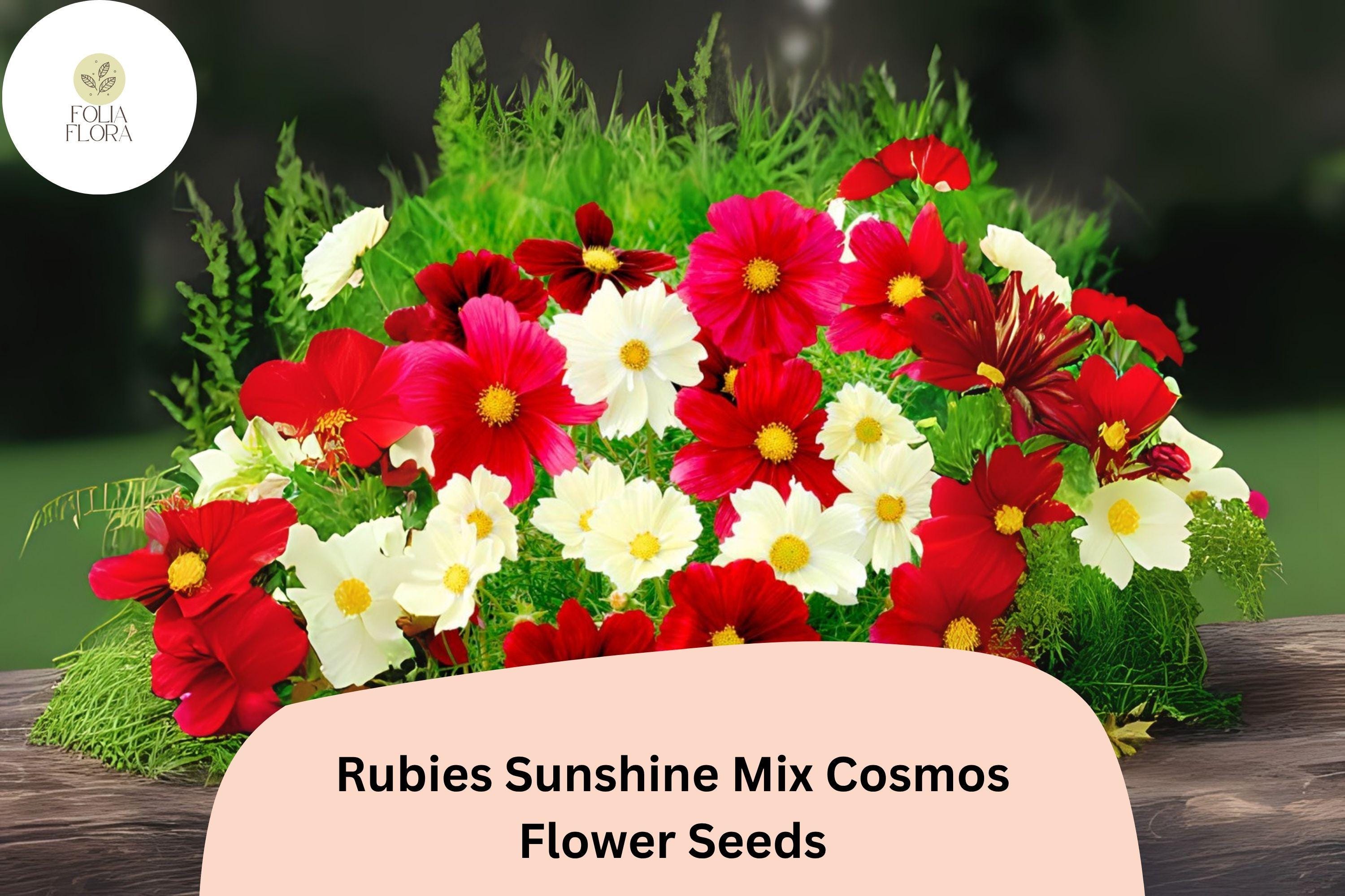 Rubies Sunshine Mix Cosmos Seeds | Red, Yellow, Pink Annual Flowers for Garden, Borders, Cuttings | Cosmos bipinnatus