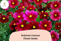 Rubinato Cosmos Seeds | Rose-Red Flower Annuals | Cosmos bipinnatus | Pollinator-Friendly Garden Seeds (200+ Seeds)