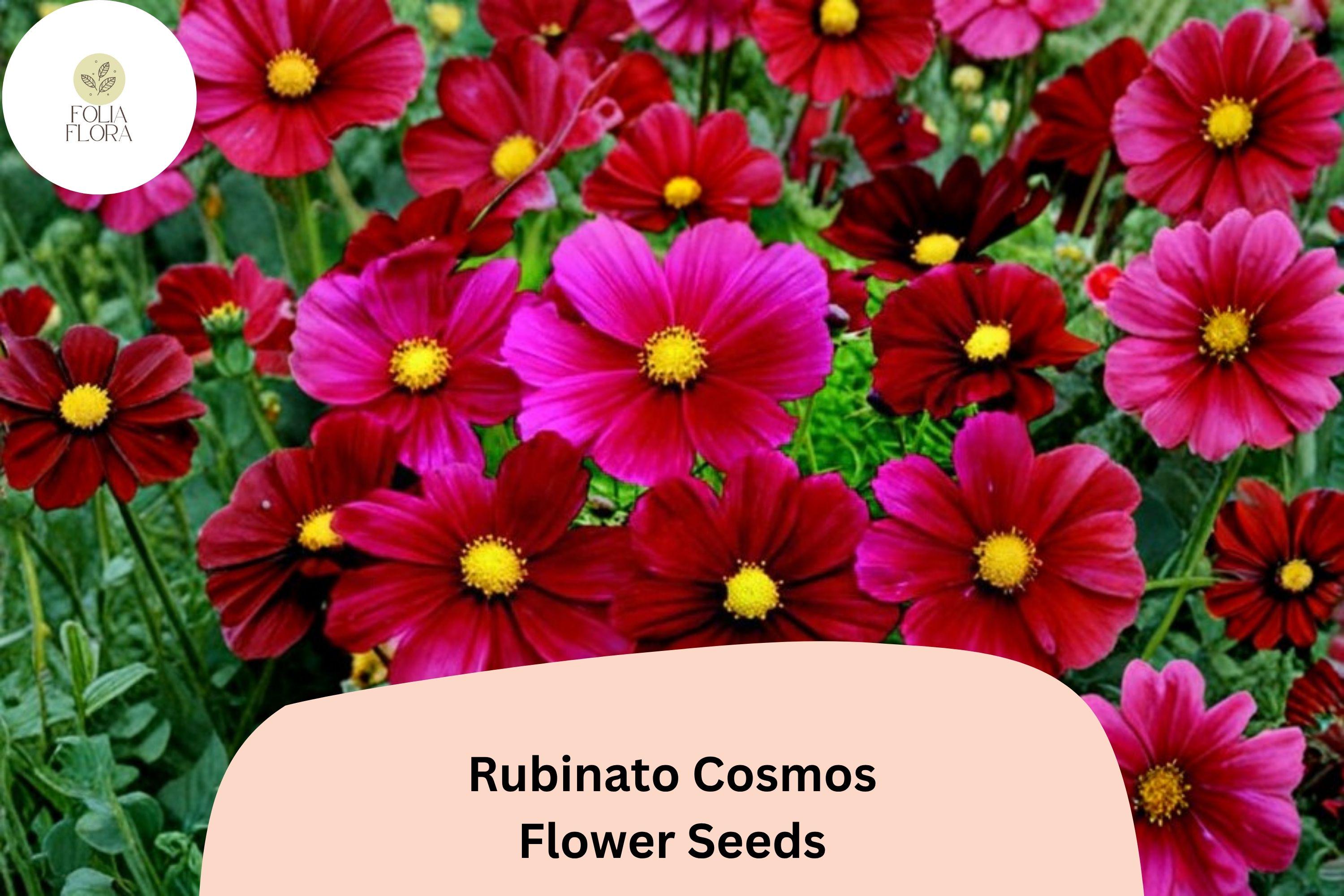 Rubinato Cosmos Seeds | Rose-Red Flower Annuals | Cosmos bipinnatus | Pollinator-Friendly Garden Seeds (200+ Seeds)