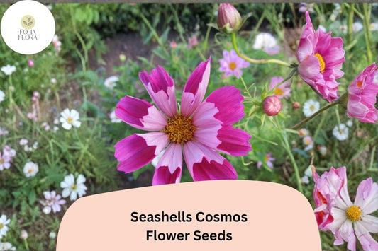 Seashells Cosmos Seeds | Pink & White Fluted Blooms | Cosmos bipinnatus | Pollinator-Friendly Annual Garden Seeds