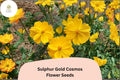Sulphur Gold Cosmos Seeds | Bright Yellow-Orange Flowers | Cosmos sulphureus Annual for Pollinator Gardens
