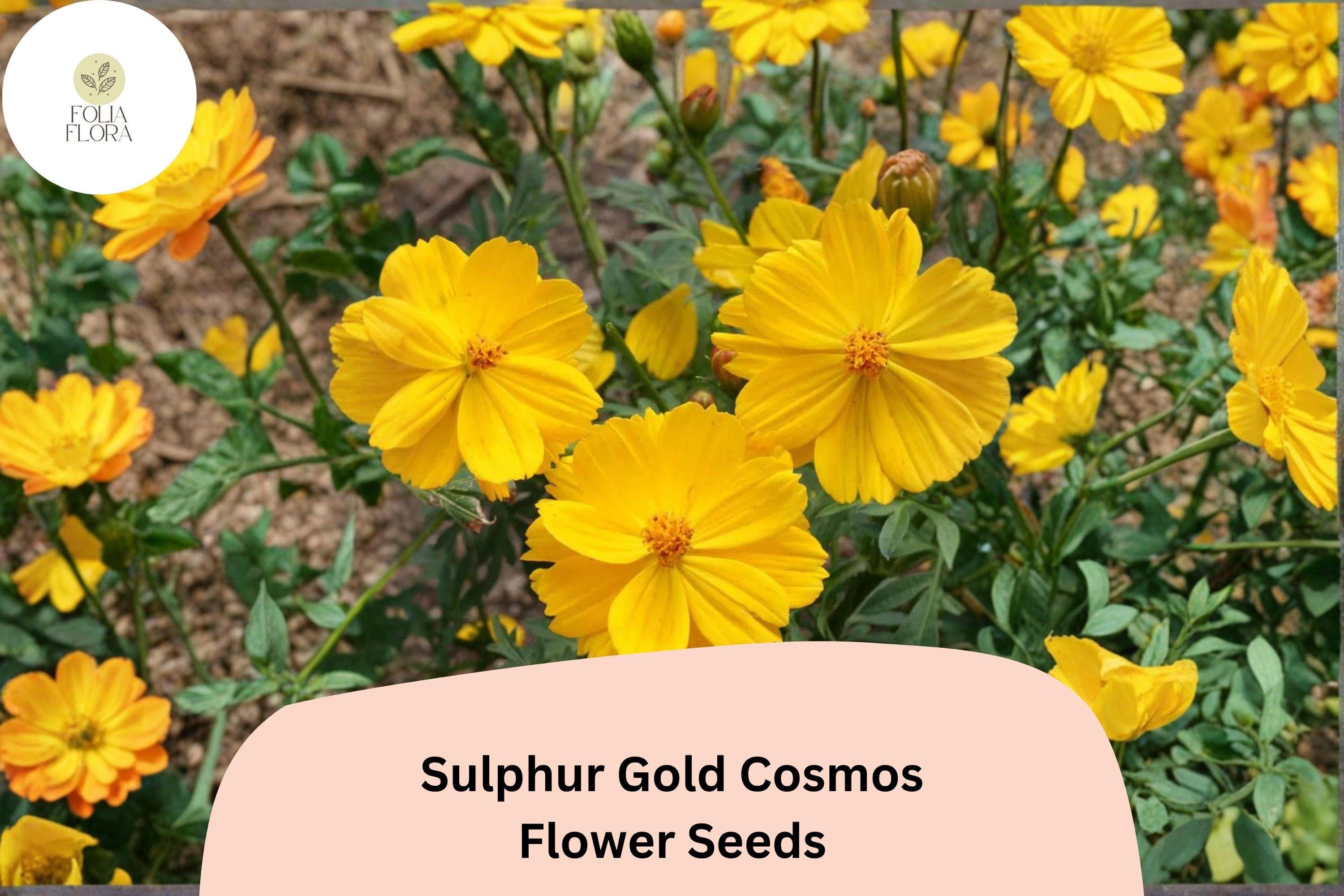 Sulphur Gold Cosmos Seeds | Bright Yellow-Orange Flowers | Cosmos sulphureus Annual for Pollinator Gardens