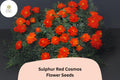 Sulphur Red Cosmos Seeds | Bright Red-Orange Flowers | Pollinator-Friendly Annual | Cosmos sulphureus, 200+ Seeds