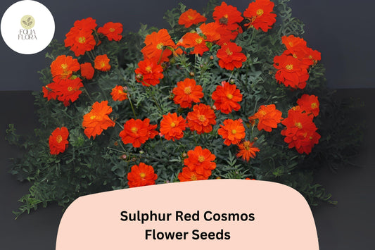 Sulphur Red Cosmos Seeds | Bright Red-Orange Flowers | Pollinator-Friendly Annual | Cosmos sulphureus, 200+ Seeds