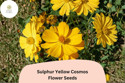 Sulphur Yellow Cosmos Seeds | Pollinator-Friendly Annuals | Cosmos sulphureus | Bright Yellow Flowers, Easy to Grow, Drought Tolerant, 200+ Seeds