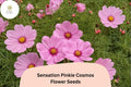 Sensation Pinkie Cosmos Seeds | Bright Pink Annual Flower | Cosmos bipinnatus | 200+ Drought Tolerant Pollinator Attracting Seeds