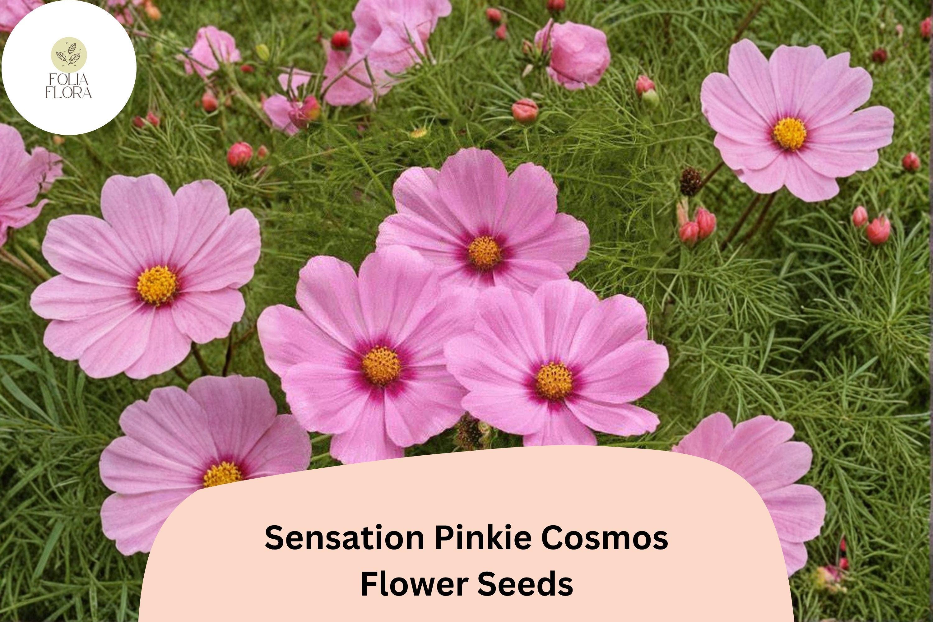 Sensation Pinkie Cosmos Seeds | Bright Pink Annual Flower | Cosmos bipinnatus | 200+ Drought Tolerant Pollinator Attracting Seeds