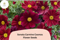 Sonata Carmine Cosmos Seeds – Deep Pink Annual Flower for Garden, Borders, and Containers – Cosmos bipinnatus