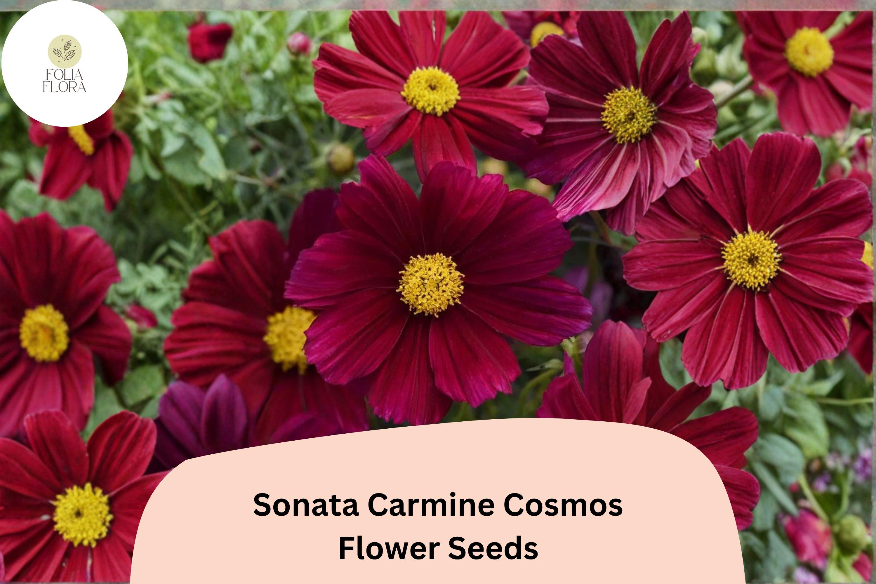 Sonata Carmine Cosmos Seeds – Deep Pink Annual Flower for Garden, Borders, and Containers – Cosmos bipinnatus