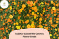 Sulphur Carpet Mix Cosmos Seeds | Dwarf Annual Flower Blend in Orange, Yellow & Red | Cosmos sulphureus