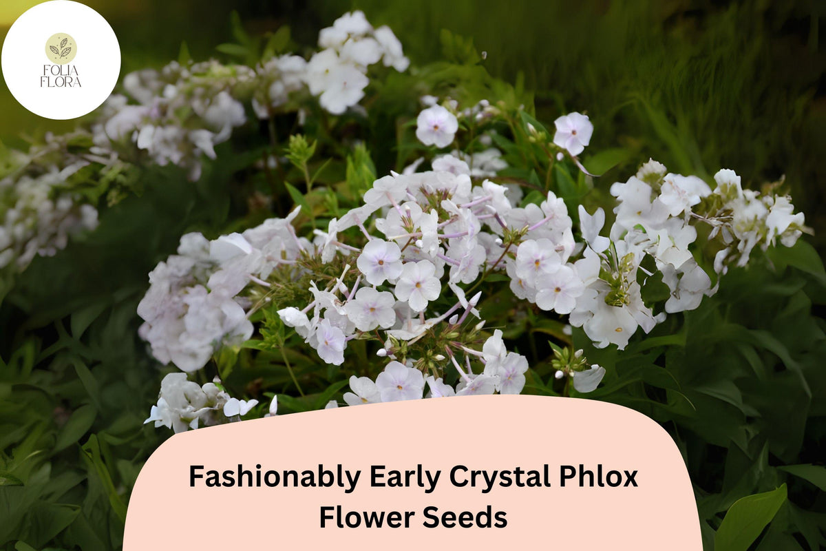 White Crystal Phlox Seeds | Early Perennial Flowers