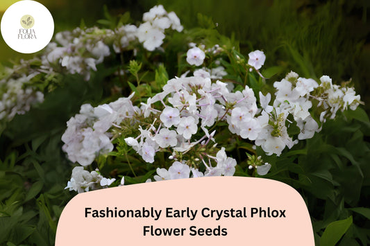 White Crystal Phlox Seeds | Early Perennial Flowers