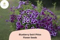Blueberry Swirl Phlox Seeds | Purple & White Annual Flower