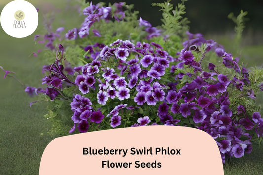 Blueberry Swirl Phlox Seeds | Purple & White Annual Flower