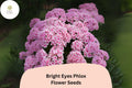 Bright Eyes Phlox Seeds | Pink & Rose Annual Flower