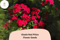 Gisele Red Phlox Seeds | Scarlet Blooms, Garden Flower (100+ Seeds)