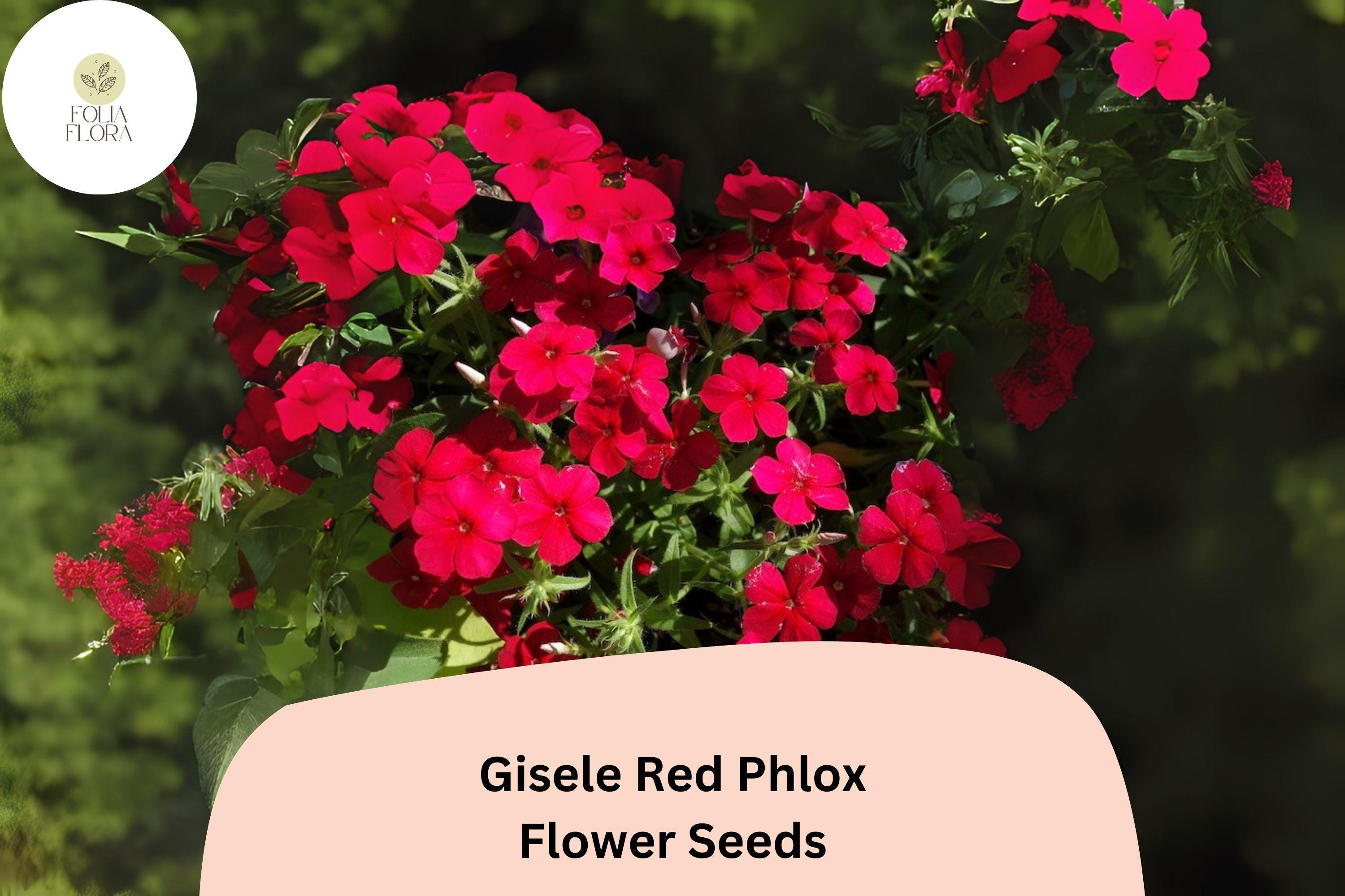 Gisele Red Phlox Seeds | Scarlet Blooms, Garden Flower (100+ Seeds)