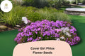 Cover Girl Phlox Seeds | Lavender-Pink Blooms, Dark Centers
