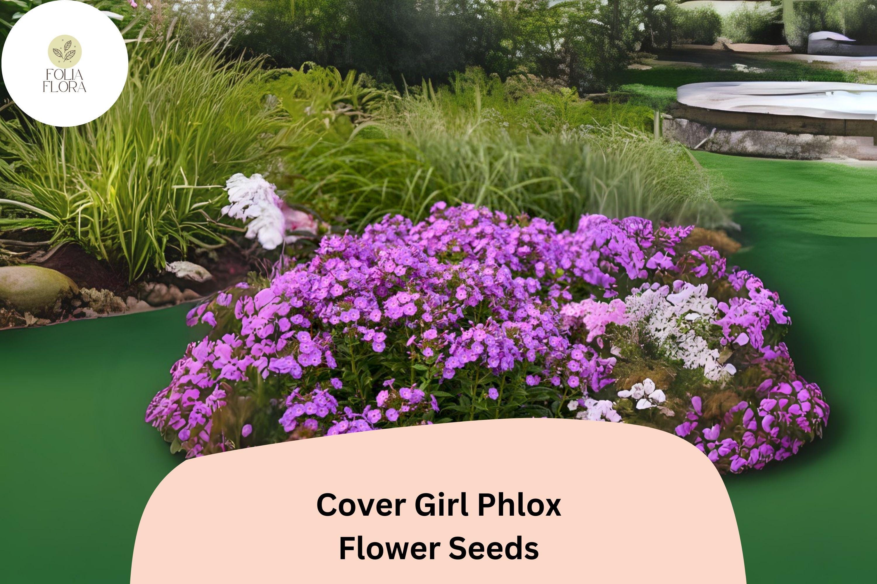 Cover Girl Phlox Seeds | Lavender-Pink Blooms, Dark Centers