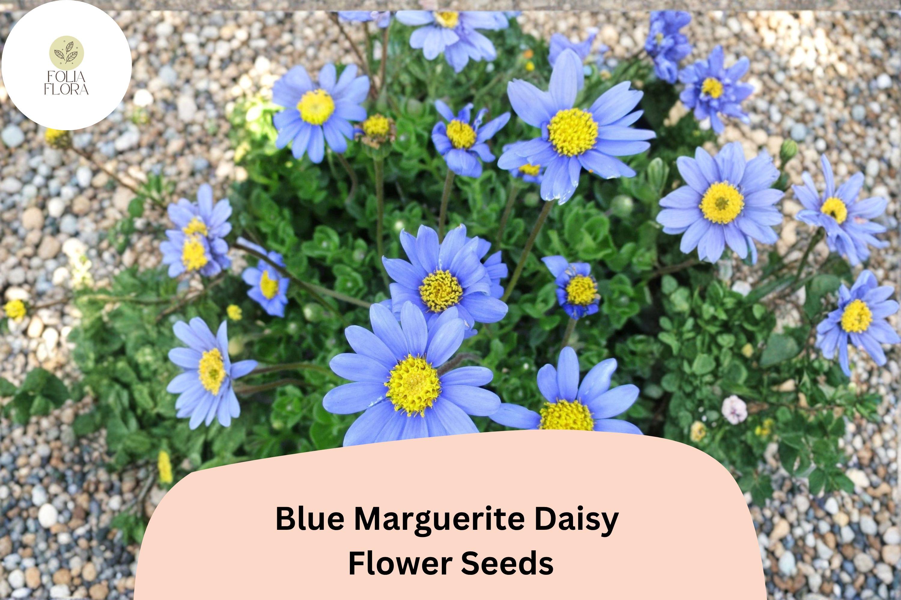 Blue Marguerite Daisy Seeds | Felicia amelloides | Sky Blue Petals with Yellow Centers | Perennial for Garden, Border & Container
