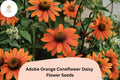 Adobe Orange Coneflower Seeds | Rudbeckia Hirta Pollinator Garden, Drought-Tolerant, Bright Orange Blooms, 200+ Seeds