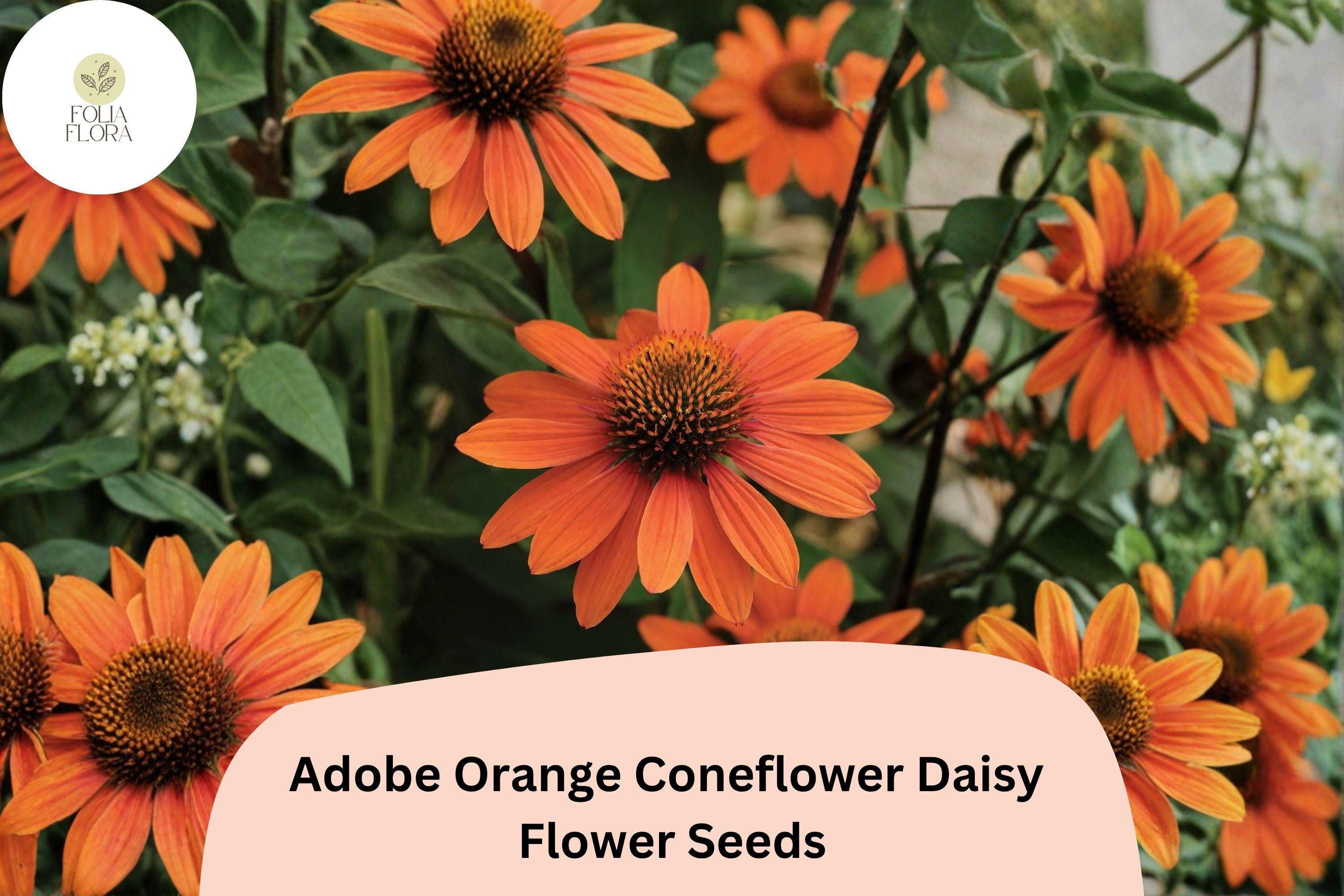 Adobe Orange Coneflower Seeds | Rudbeckia Hirta Pollinator Garden, Drought-Tolerant, Bright Orange Blooms, 200+ Seeds