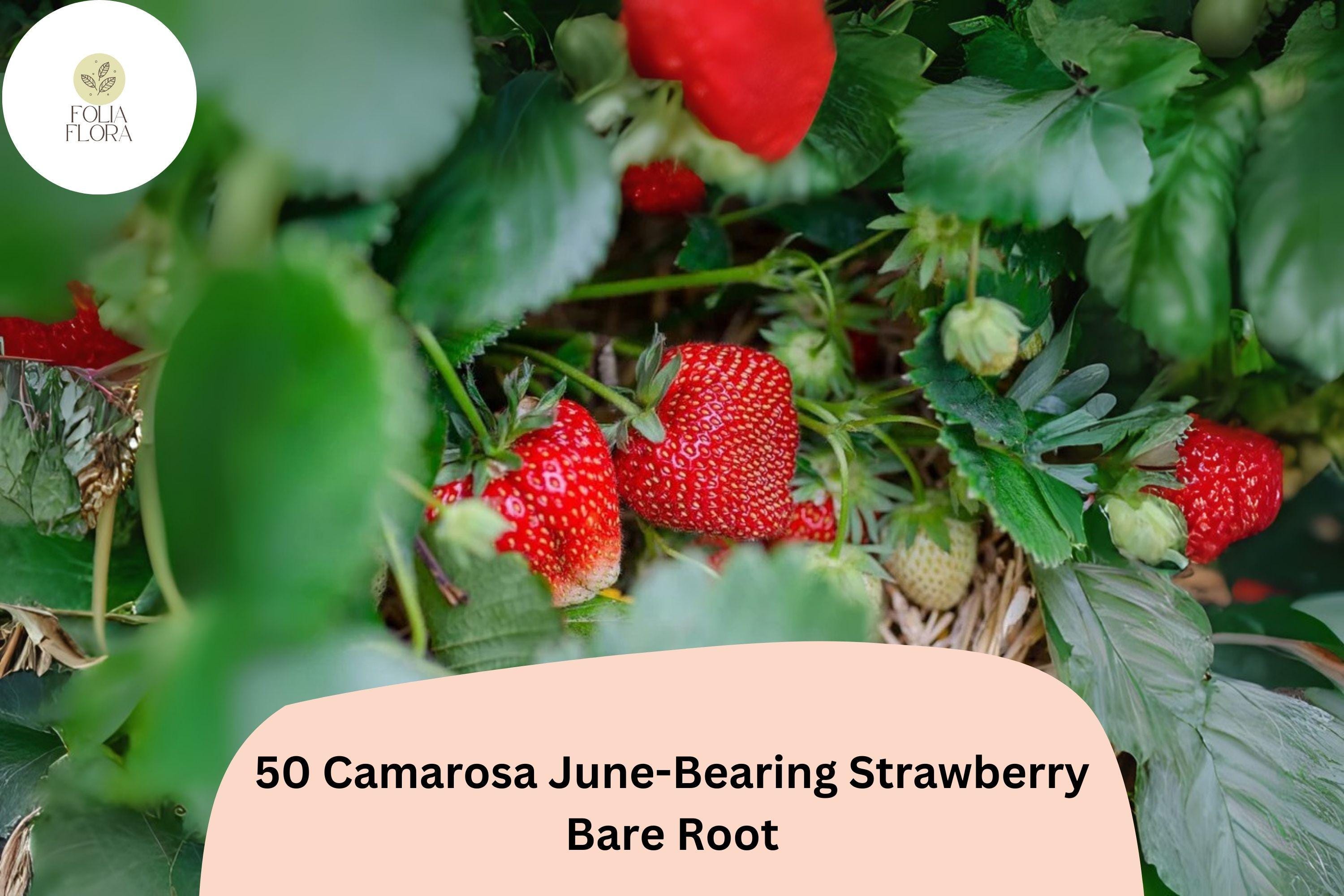 50 Camarosa Strawberry Plants | Live Bare Root June-Bearing | NON-GMO Fragaria Ã— ananassa Garden Fruit