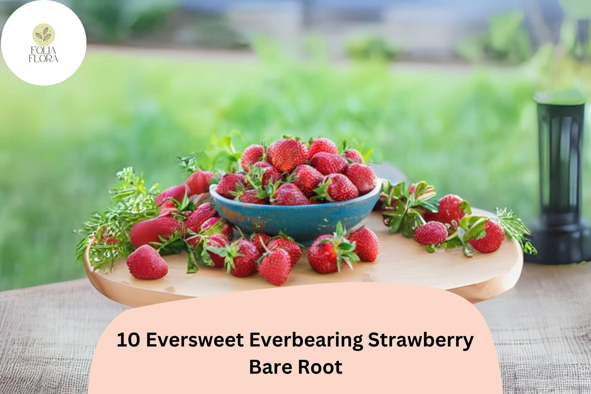 10 Eversweet Everbearing Strawberry Plants | Live Bare Root | Fragaria Ã— ananassa Garden Fruit