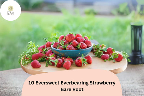 10 Eversweet Everbearing Strawberry Plants | Live Bare Root | Fragaria Ã— ananassa Garden Fruit