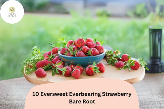 10 Eversweet Everbearing Strawberry Plants | Live Bare Root | Fragaria Ã— ananassa Garden Fruit